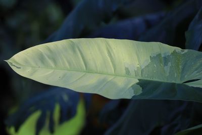 Close-up of fresh green leaf