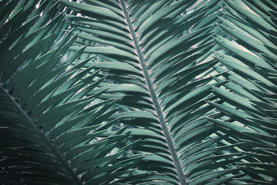 Foliage leaves of cycad tree in blue green tone color natural pattern background