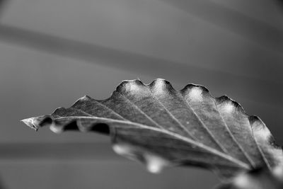Close-up of leaf beech