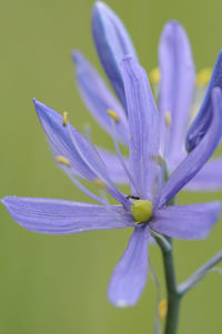 Close-up of purple crocus flower