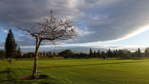 Bare tree on field against sky