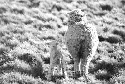 High angle view of sheep on grassy field