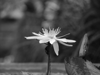 Close-up of white daisy blooming outdoors