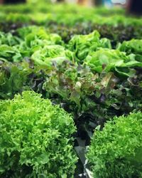 Close-up of fresh green plants