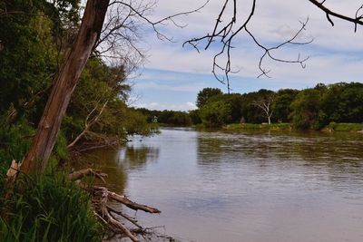 Scenic view of river in forest against sky