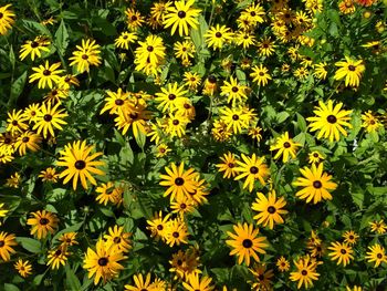 High angle view of yellow flowers blooming on field