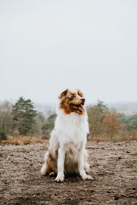 Dog sitting on tree against clear sky