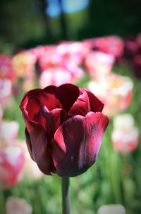 Close-up of pink flowers