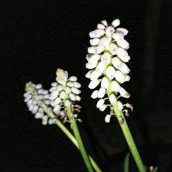 Close-up of fresh white flowers blooming at night