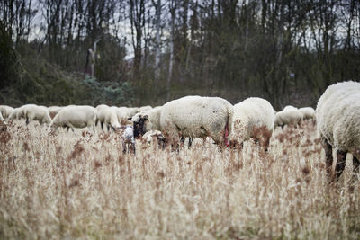 Sheep in a field