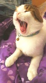 Close-up of cat yawning on bed