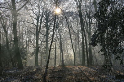 Sunlight streaming through trees in forest during winter