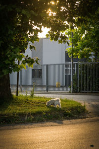 View of a bird on a gate