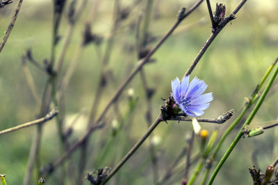 Close-up of purple flowering plant