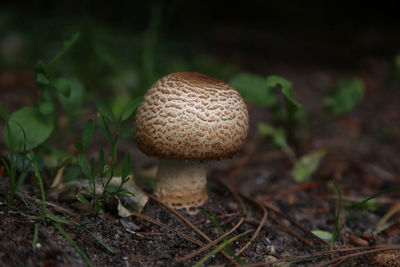 Close-up of mushroom growing on field