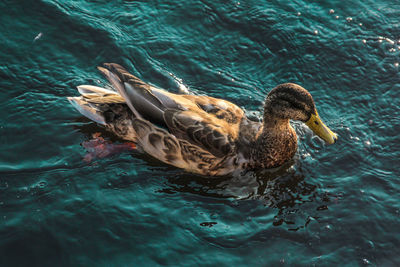 Duck swimming in lake