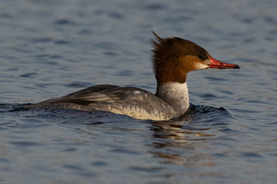 Close-up of duck swimming in lake