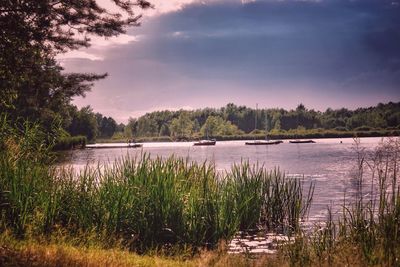 Scenic view of lake in forest against sky