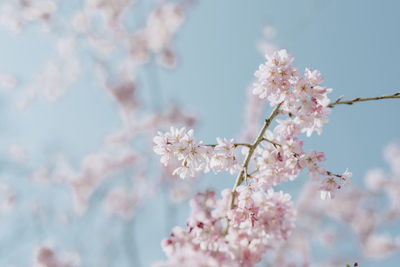 Close-up of cherry blossoms in spring