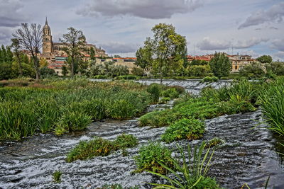 Plants growing by river against buildings