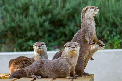 View of otters in zoo