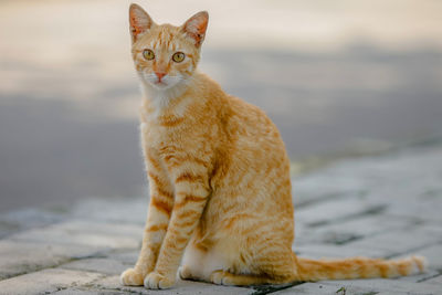 Portrait of cat sitting outdoors
