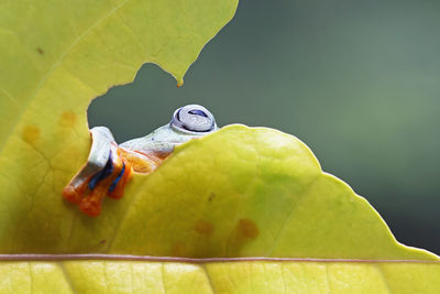 Close-up of frog on leaf