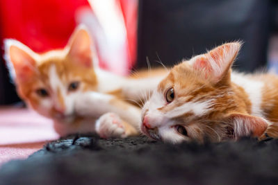Close-up of cat lying down