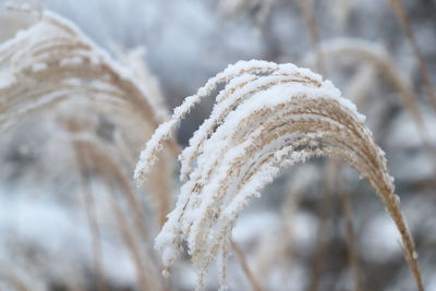 Close-up of frozen rope during winter