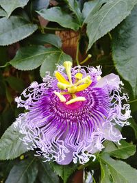 Close-up of purple flowering plant