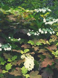 White flowers growing on plant