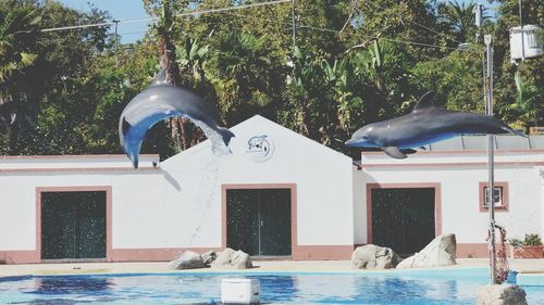 Bird in swimming pool against trees