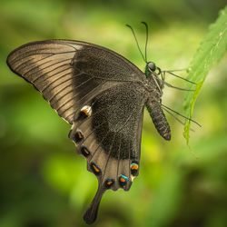 Close-up of butterfly on plant