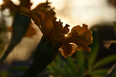 Close-up of plant against blurred background