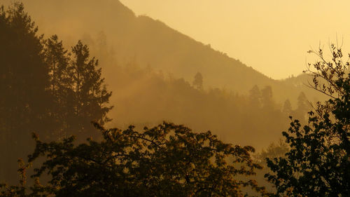 Low angle view of trees against sky during sunset