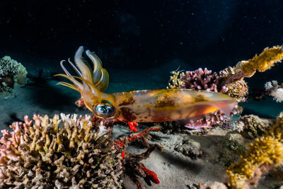 Close-up of fish swimming in sea