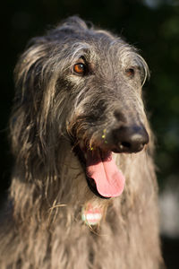 Close-up of scottish deerhound