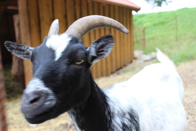 Close-up of goat