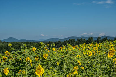 Scenic view of sunflower field against sky