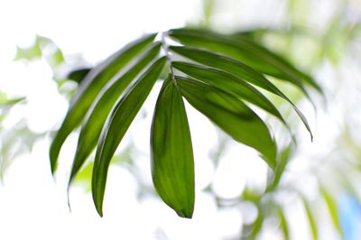 Close-up of leaves on plant