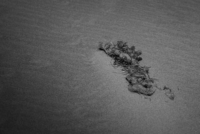 High angle view of plant on beach