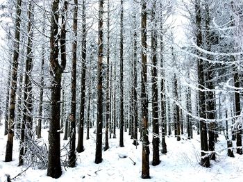 Close-up of snow covered trees in forest