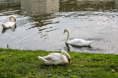 Swans in a lake
