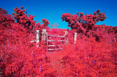 Red flowering plants on land against blue sky