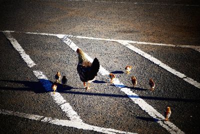 High angle view of birds on road