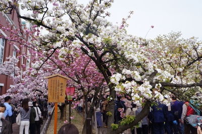 Pink cherry blossoms in spring