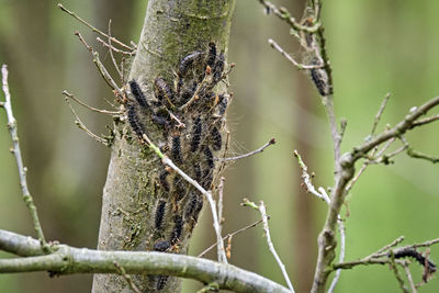 Close-up of insect on tree