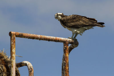 Low angle view of osprey perching against sky