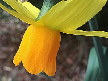 Close-up of yellow flower