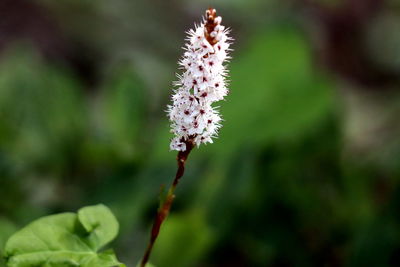 Close-up of flowering plant